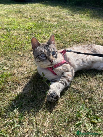 Bengal cats Snow Bengal looking for home. Female 3YR Rella - Advert 1