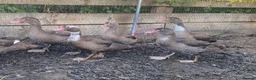 Ducks poultry for sale: Chocolate Muscovies  - Advert 1