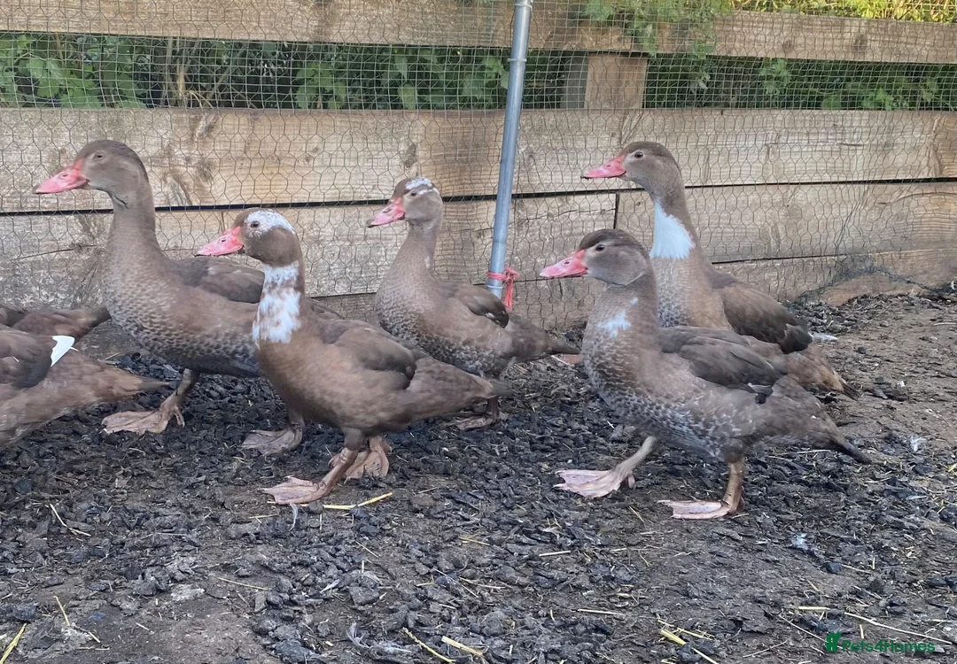 Ducks poultry for sale: Chocolate Muscovies  - Advert 1
