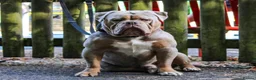 Old Tyme Bulldog dogs for sale: Old tyme bulldog puppies in Tipton - Advert 13