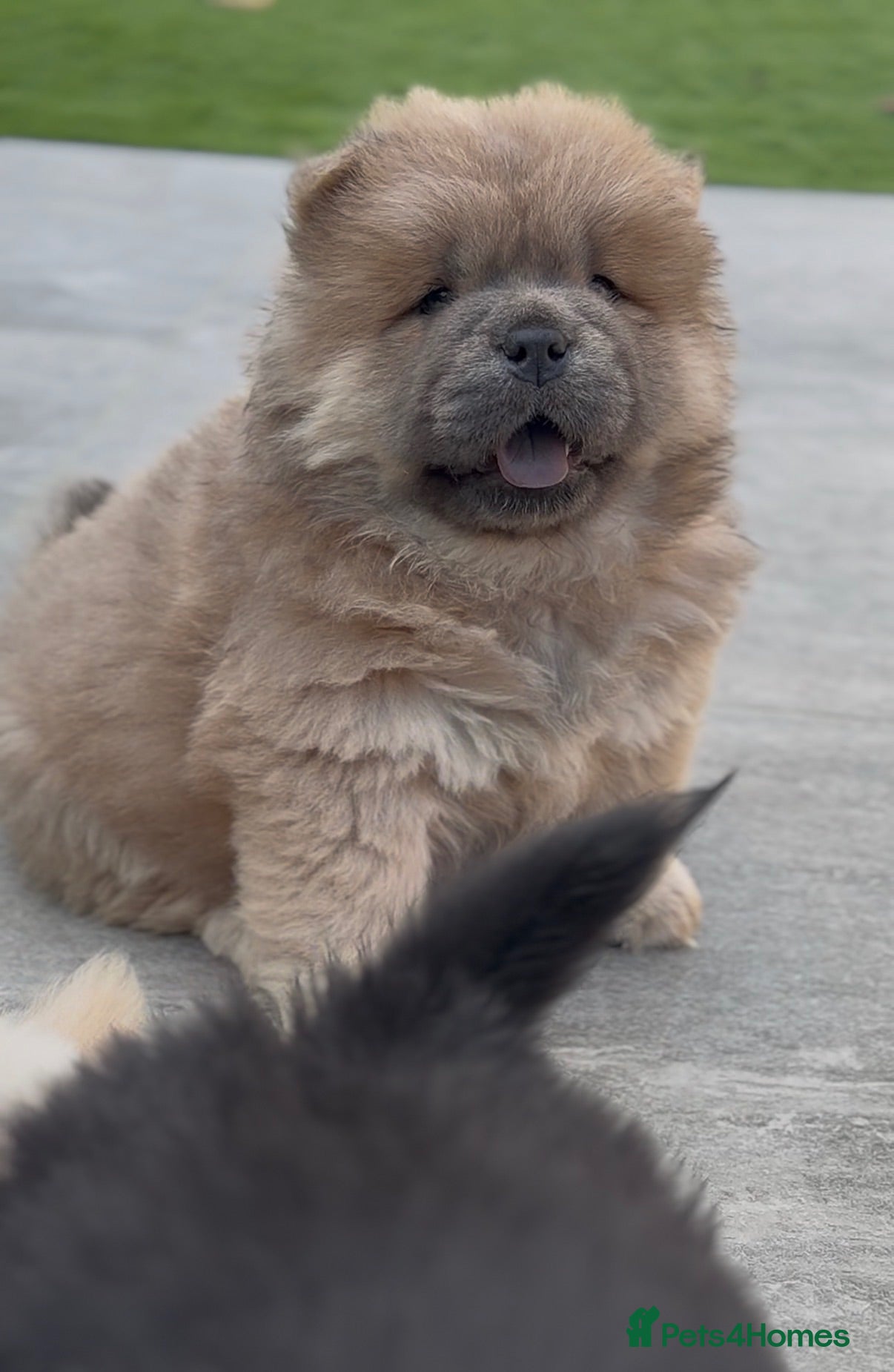 Chow Chow dogs 🧸Beautiful chow chow puppies 🧸 - Advert 2