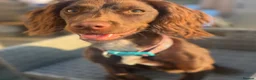 Cocker Spaniel dogs for sale: Cocker Spaniel 2 years old rehoming - Advert 3