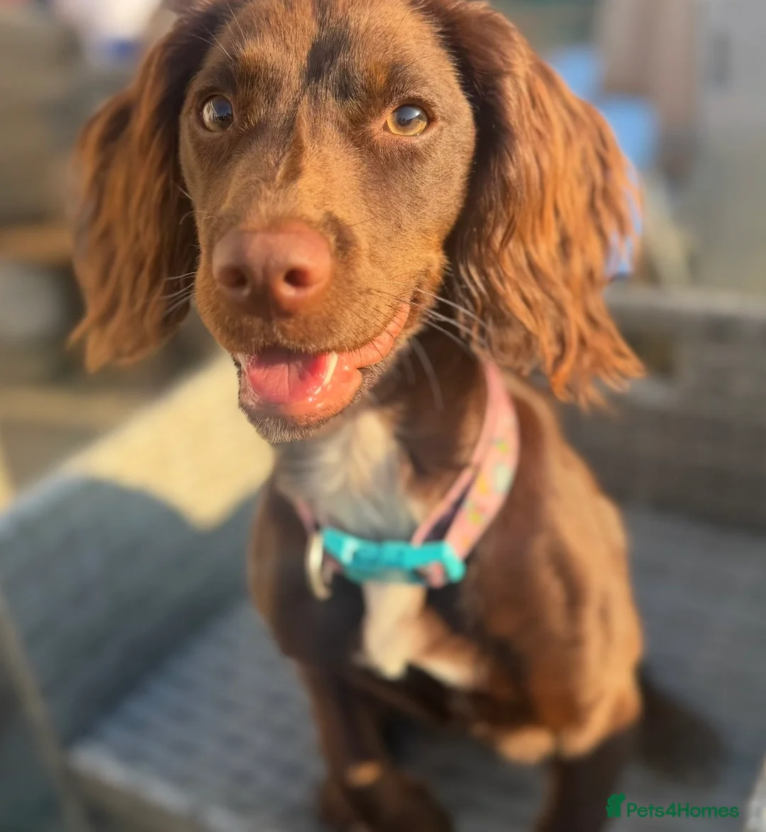 Cocker Spaniel dogs for sale: Cocker Spaniel 2 years old rehoming - Advert 3