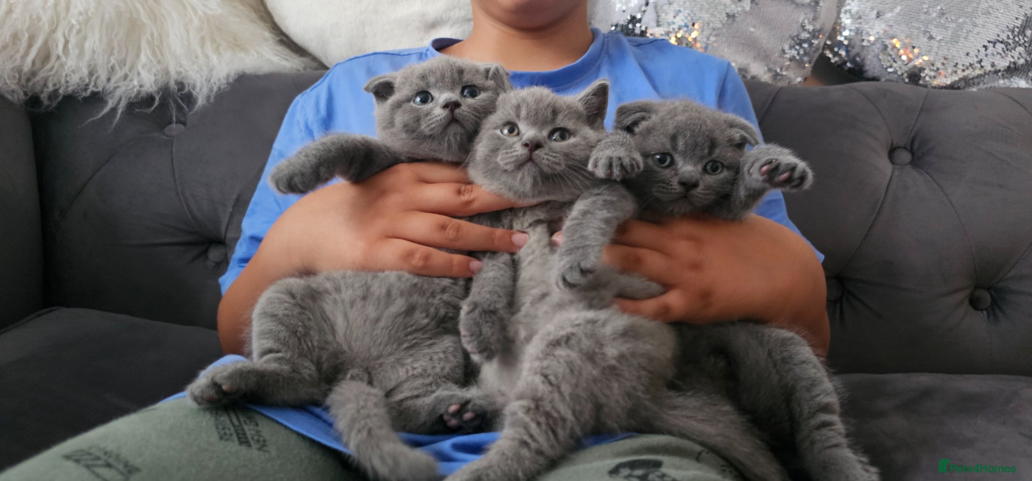 Scottish Fold cats 3 Beautiful Scottish Fold And Straight Ear Kittens - Advert 1