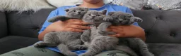 Scottish Fold cats for sale: 3 Beautiful Scottish Fold And Straight Ear Kittens - Advert 2