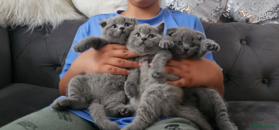 Scottish Fold cats for sale: 3 Beautiful Scottish Fold And Straight Ear Kittens - Advert 2