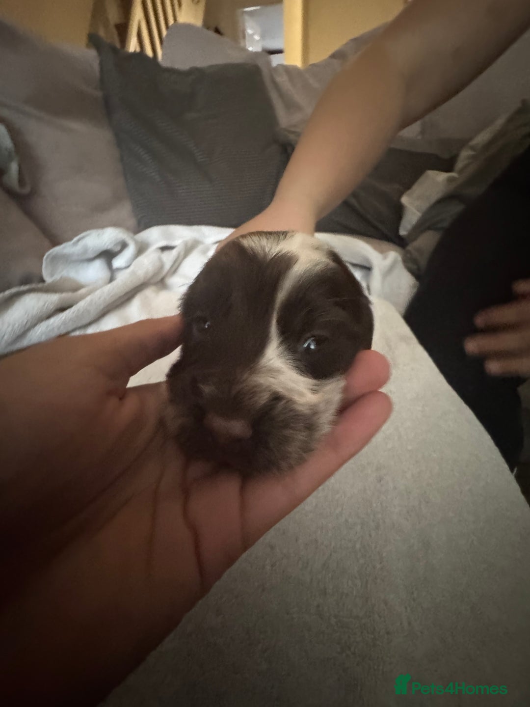 Cocker Spaniel dogs for sale: Cocker spaniel Puppies  - Advert 20