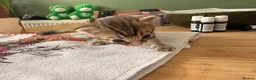 Bengal cats for sale:     Stunning Bengal Cross Kittens  - Advert 10