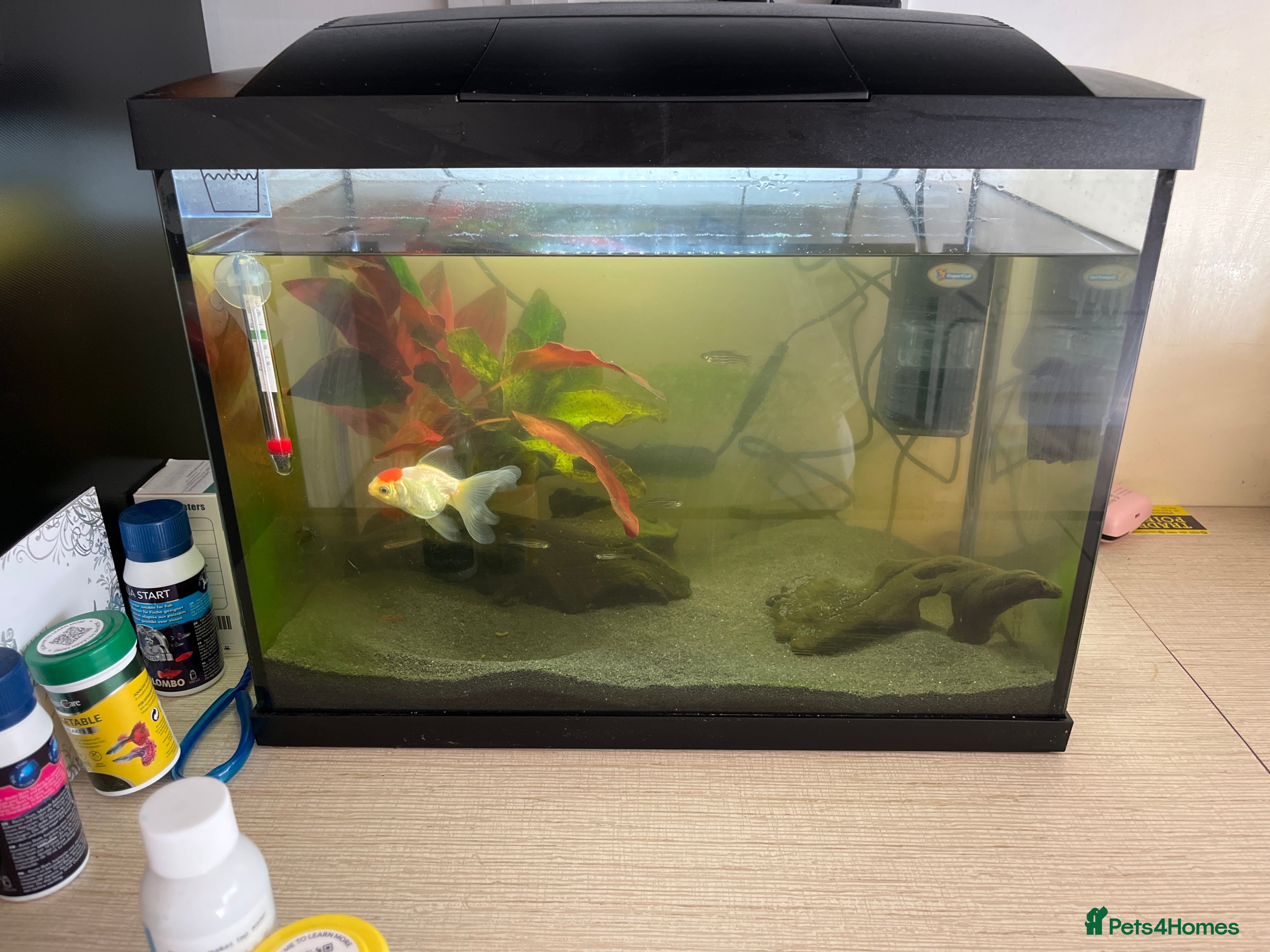 Goldfish fish FREE Goldfish and 6 smaller fish  - Advert 6