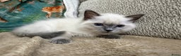 Ragdoll cats for sale: 3 Girl Ragdolls Available, Cute and fluffy!  - Advert 14