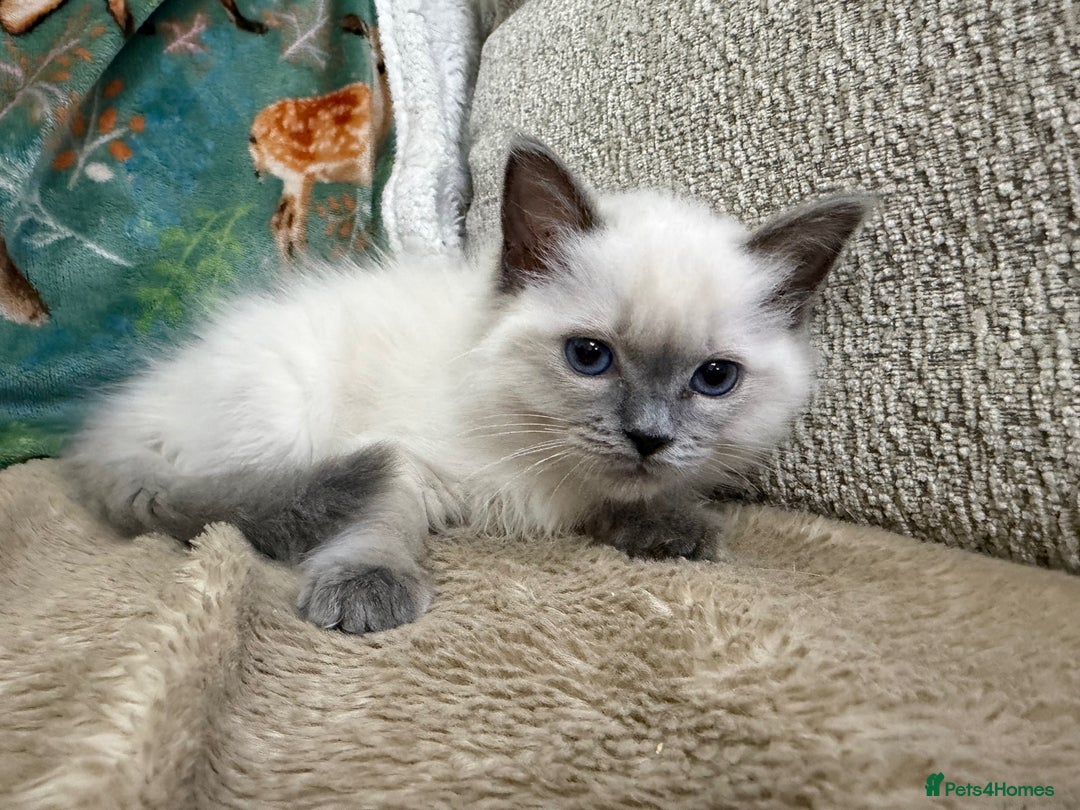 Ragdoll cats for sale: 3 Girl Ragdolls Available, Cute and fluffy!  - Advert 14