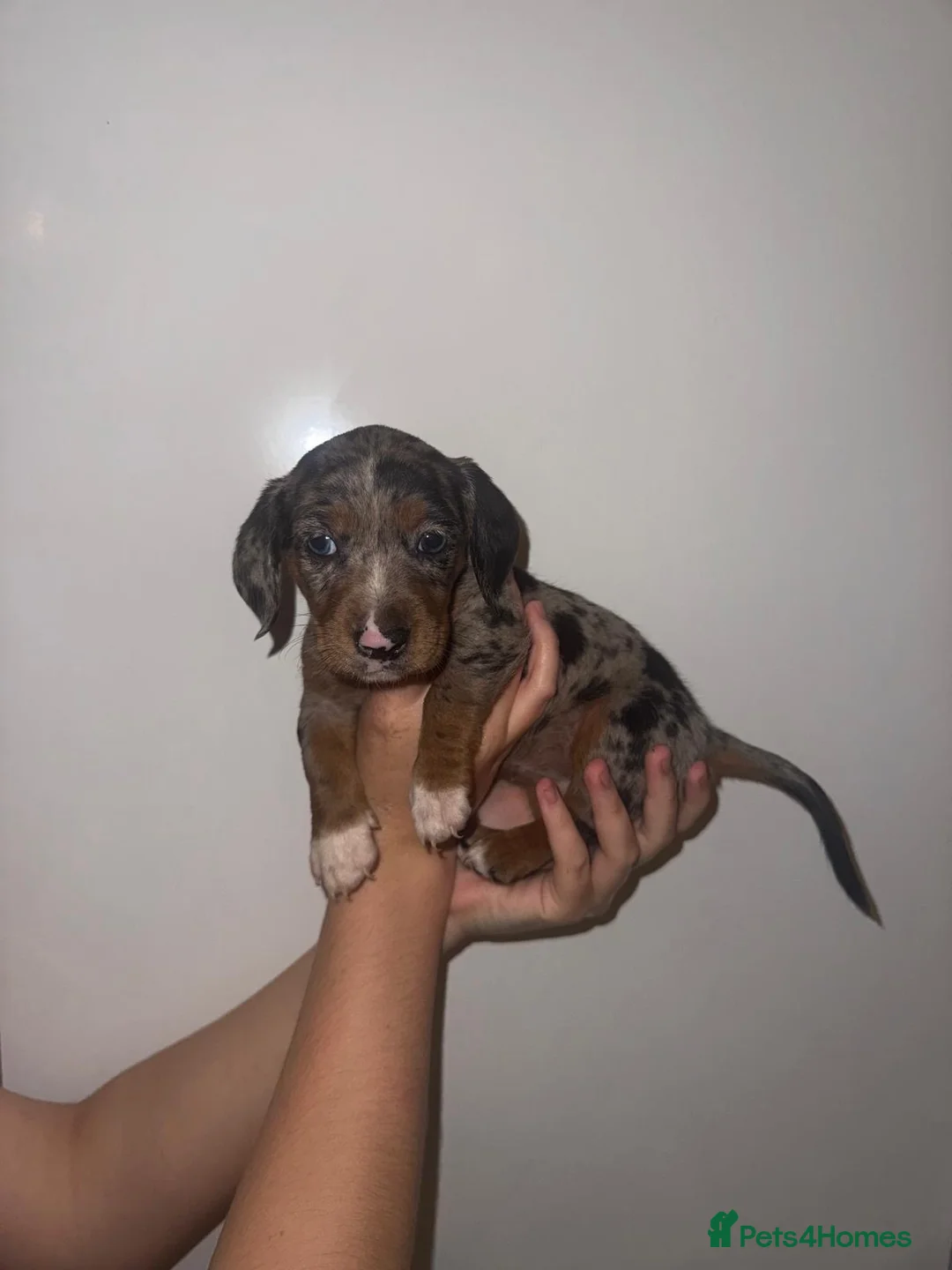 Dachshund dogs for sale: DACHSHUND PUPPIES  - Advert 2