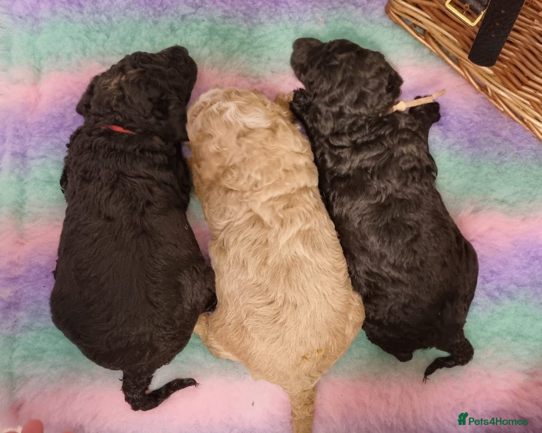 Mixed Breed dogs for sale: Moyen Poodles - Image 5