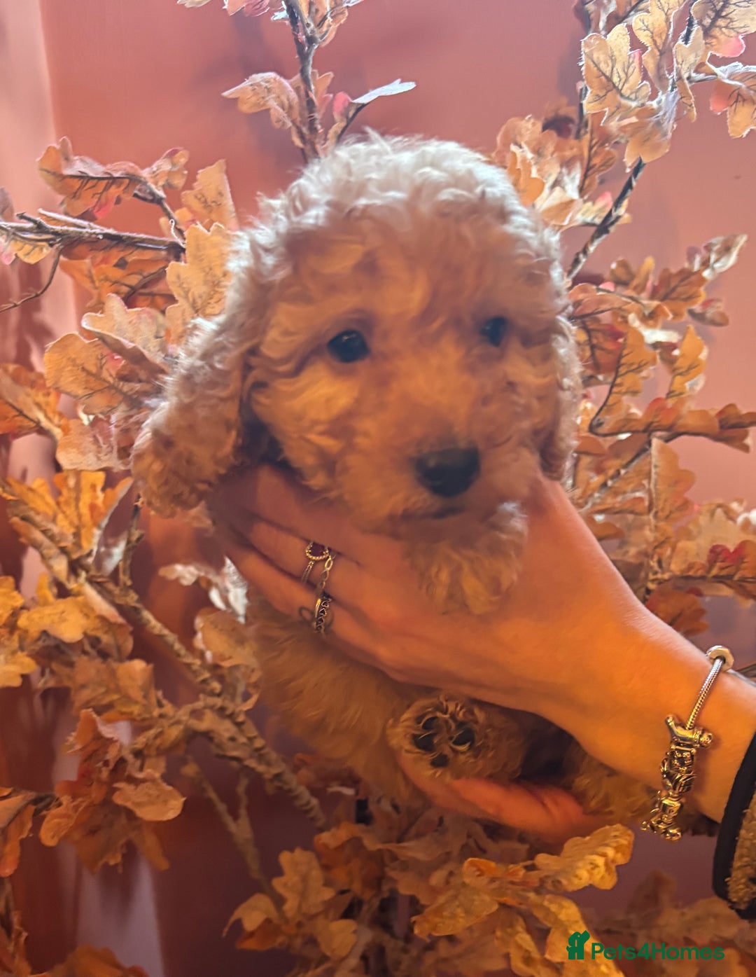 Cockapoo dogs for sale: Cockerpoo beauties - Advert 13