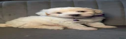 Maltipoo dogs for sale: Judy M - Advert 12
