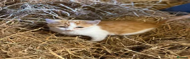 Mixed Breed 1 ginger white 