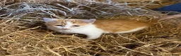 Mixed Breed cats for sale: Lovely ginger farm kittens available  - Advert 5