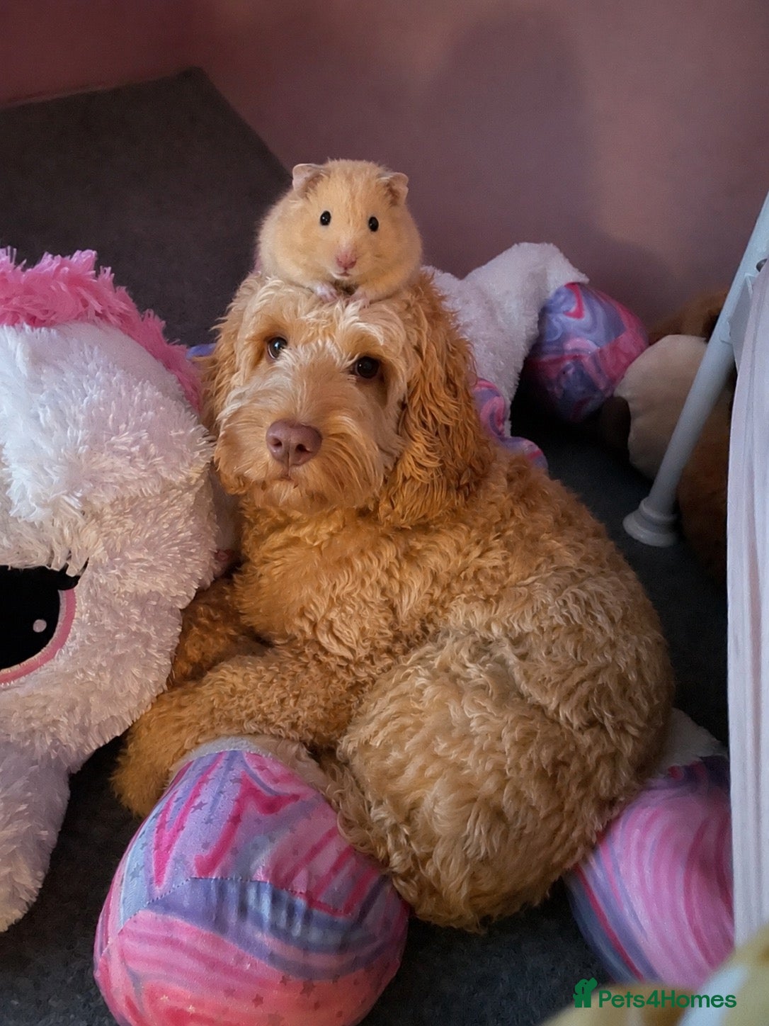 Cockapoo dogs for sale: Three Year Old Cockapoo - Advert 1
