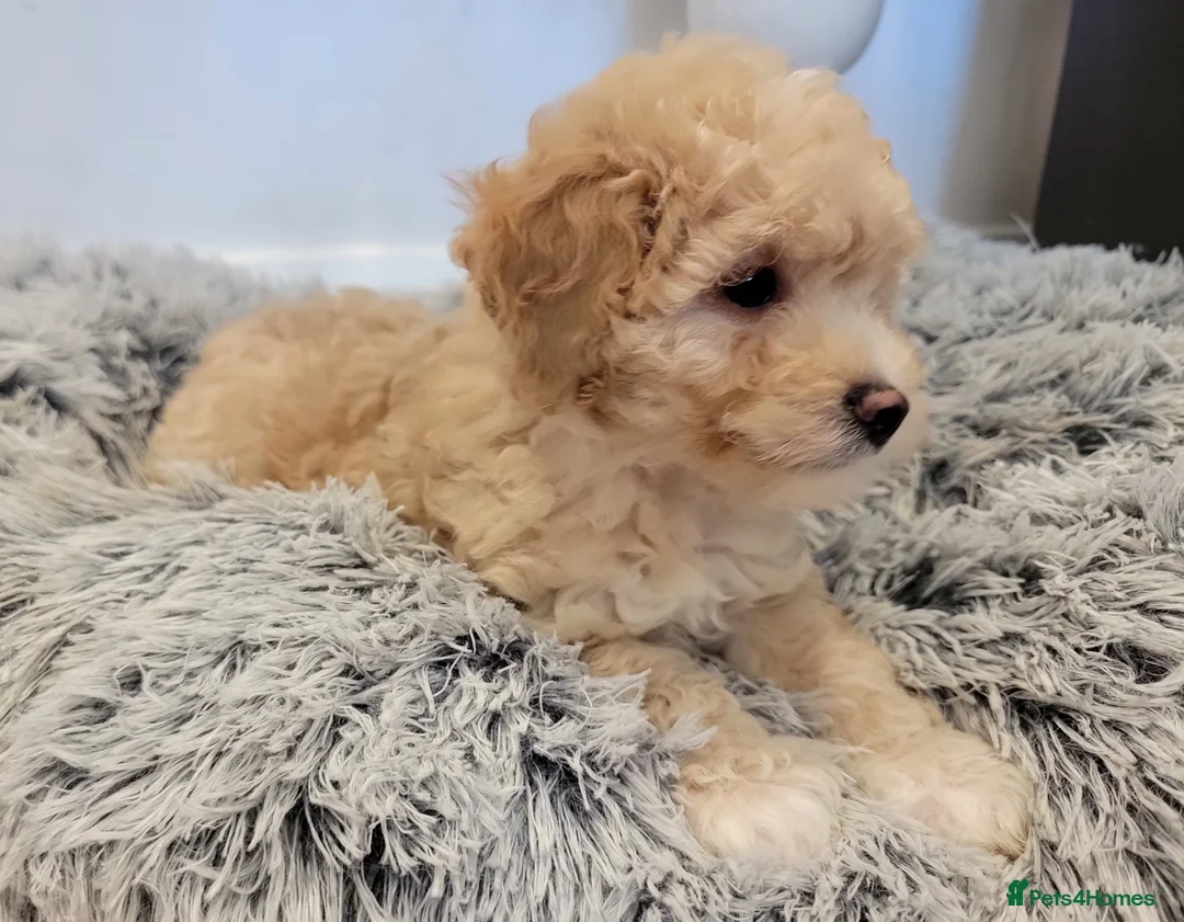 Maltipoo dogs for sale: F1b Maltipoo.   Ready to leave now  - Advert 18