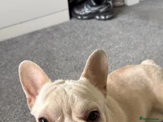 French Bulldog dogs Beautiful French Bulldog Pup Yogi Bear - Advert 2