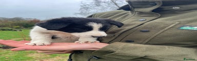 Border Collie Puppy 8