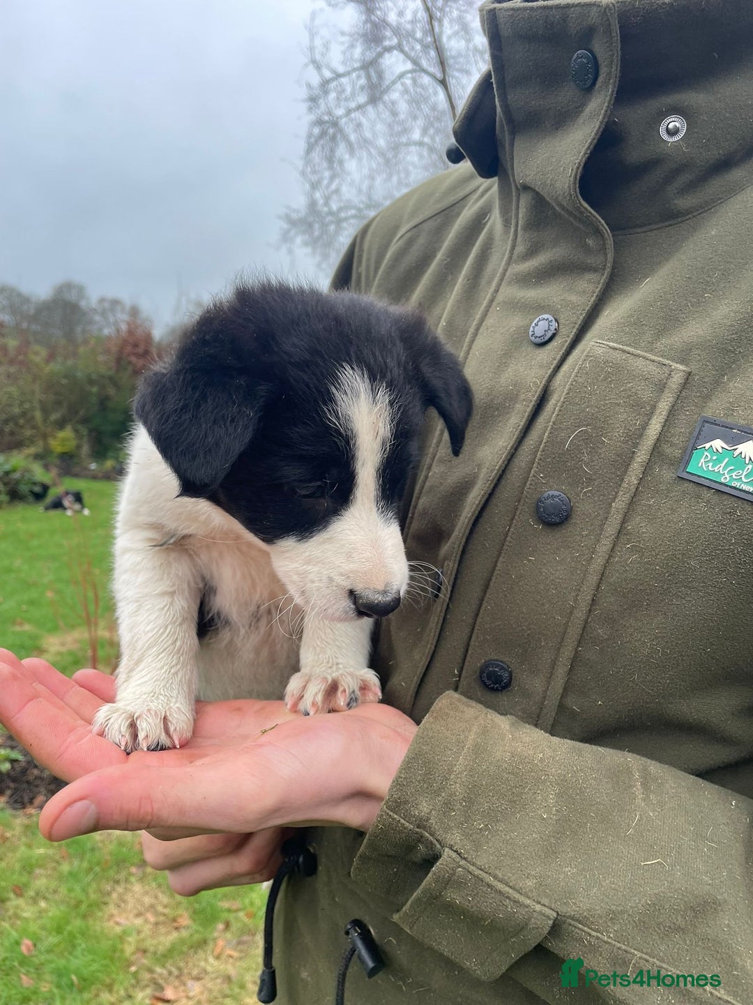 Border Collie dogs for sale: 8 Border Collie Puppies - Advert 9
