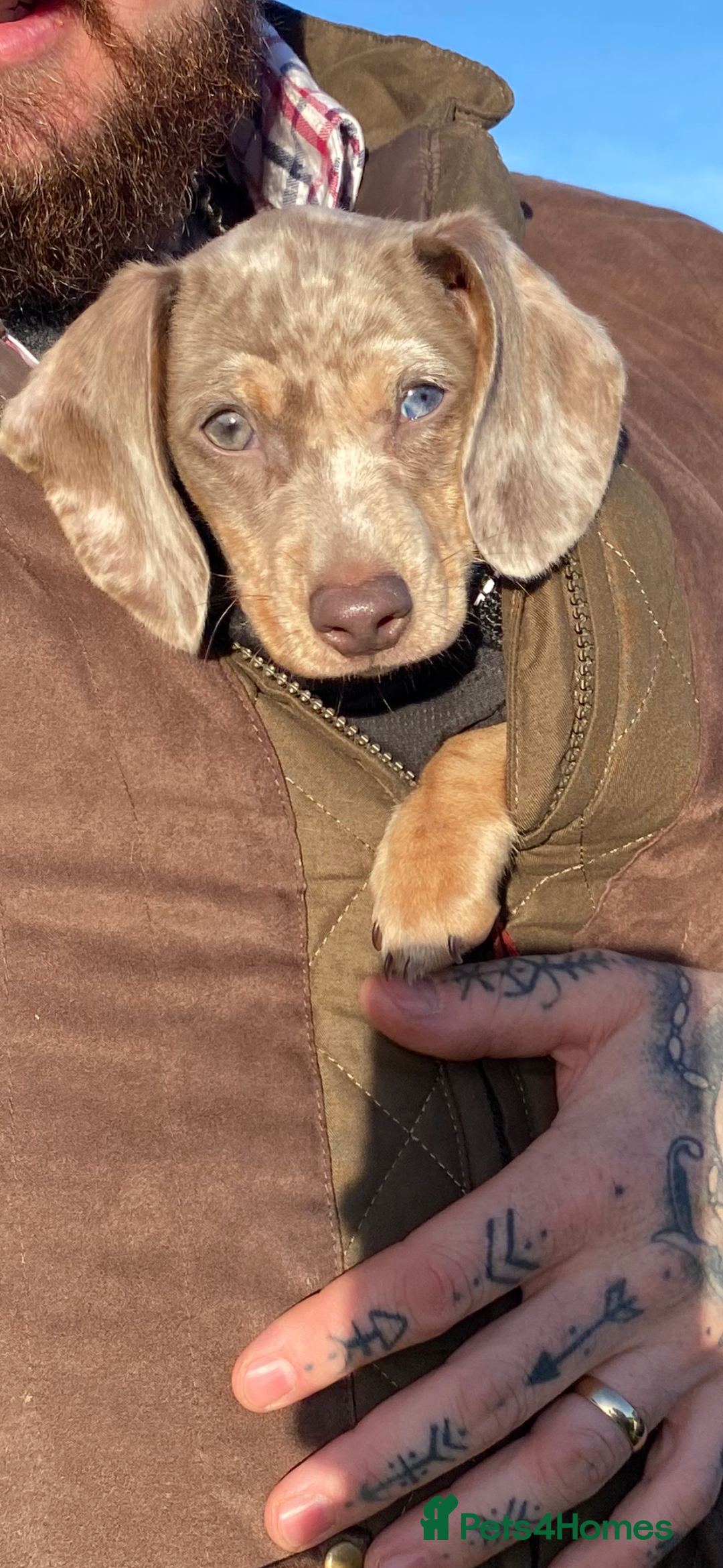 Miniature Dachshund dogs for sale: miniature dashhound  - Advert 4