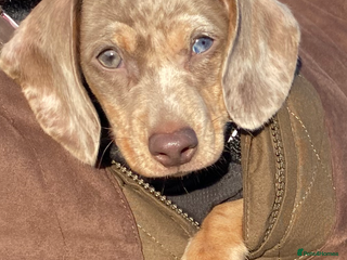 Miniature Dachshund dogs miniature dashhound - Advert 8