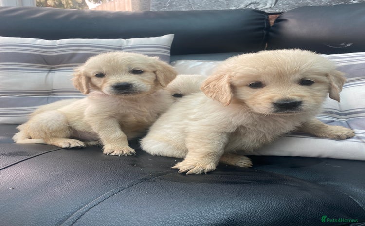 Golden Retriever dogs - Advert 8