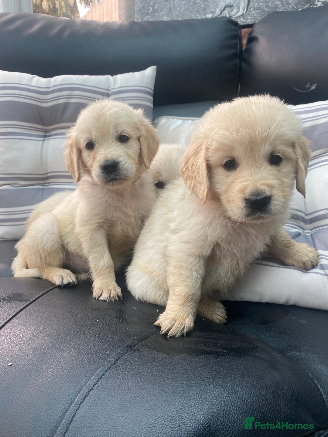 Golden Retriever dogs for sale: KC REGISTERED ®️ GOLDEN RETRIEVER PUPPIES 🐶 ❤️ - Image 1