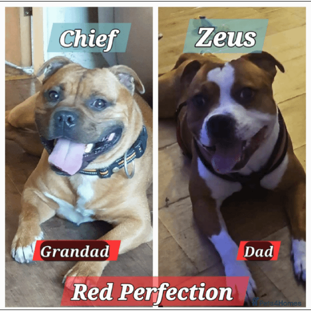 Staffordshire Bull Terrier dogs 🥨RED BOY, PICK OF THE LITTER AVAILABLE.🥨 - Advert 4