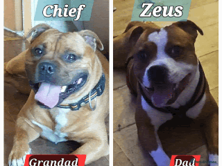 Staffordshire Bull Terrier dogs 🥨RED BOY, PICK OF THE LITTER AVAILABLE.🥨 - Advert 4