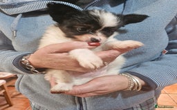 Papillon dogs for sale: KC Papillon. DNA health tested parents - Image 18