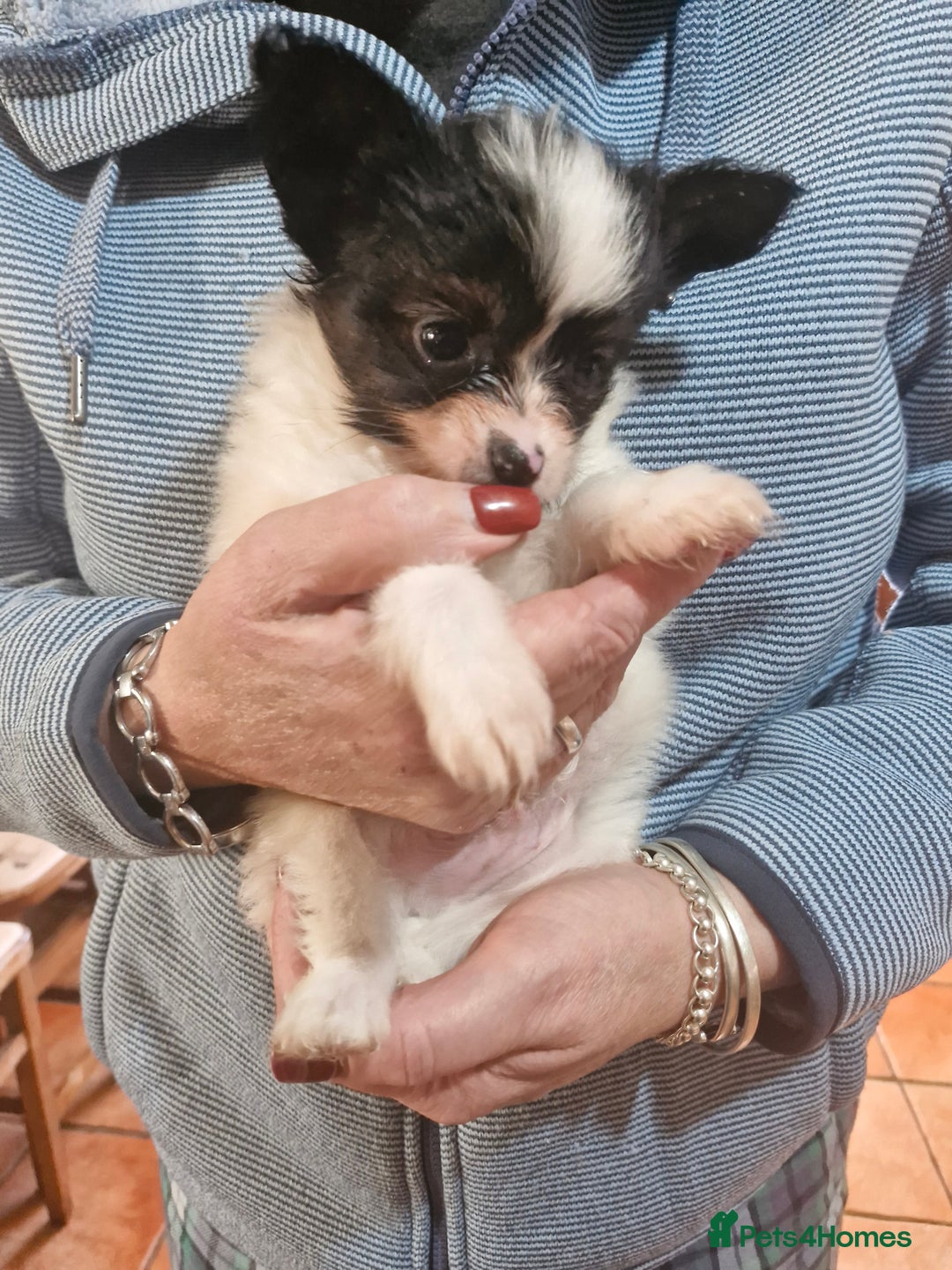Papillon dogs for sale: KC Papillon. DNA health tested parents - Image 18