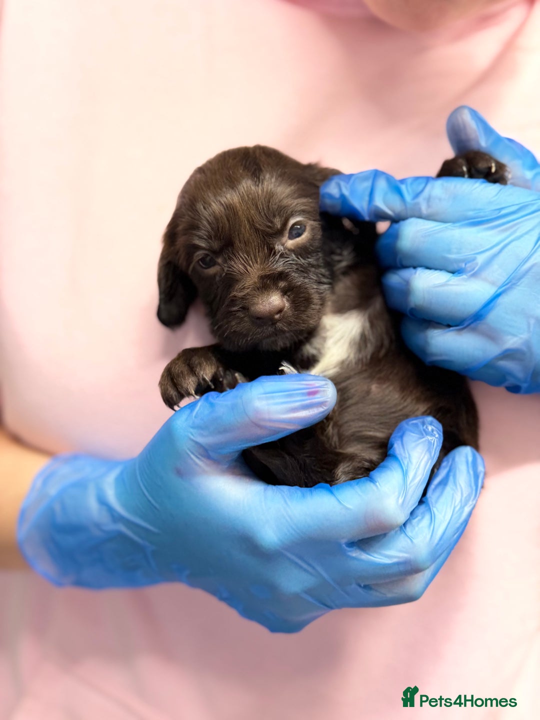 Cocker Spaniel dogs for sale: PureBred Cocker spaniel   - Advert 7