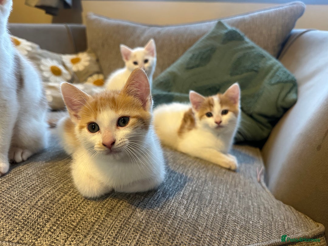 Turkish Van cats for sale: 5 beautiful kittens looking for families  - Image 6