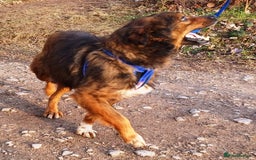 Mixed Breed dogs for adoption: Meet Charlie - a Lovely old boy, for a loving Home - Image 8