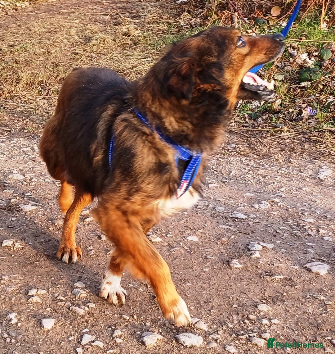 Mixed Breed dogs for adoption: Meet Charlie - a Lovely old boy, for a loving Home - Image 8