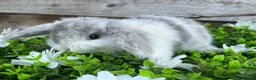 Mini Lop rabbits for sale: Gorgeous Mini lops  - Advert 8