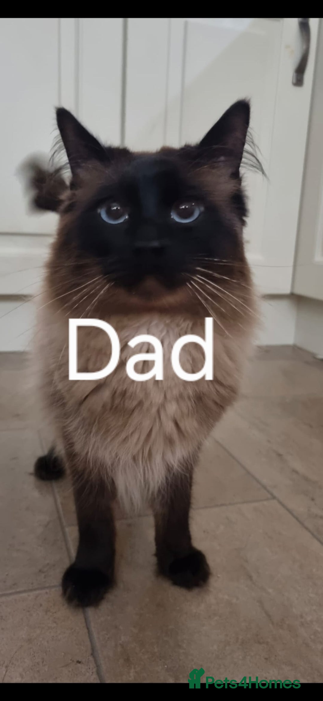 Ragdoll cats for sale: Pure Ragdoll Kittens  - Advert 12