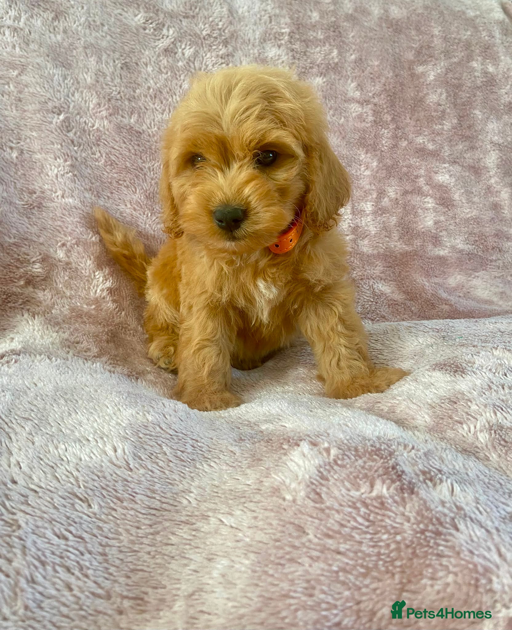 Cockapoo dogs F1 cockapoo puppies - Advert 1