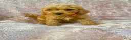 Cockapoo dogs for sale: F1 cockapoo puppies - Advert 1