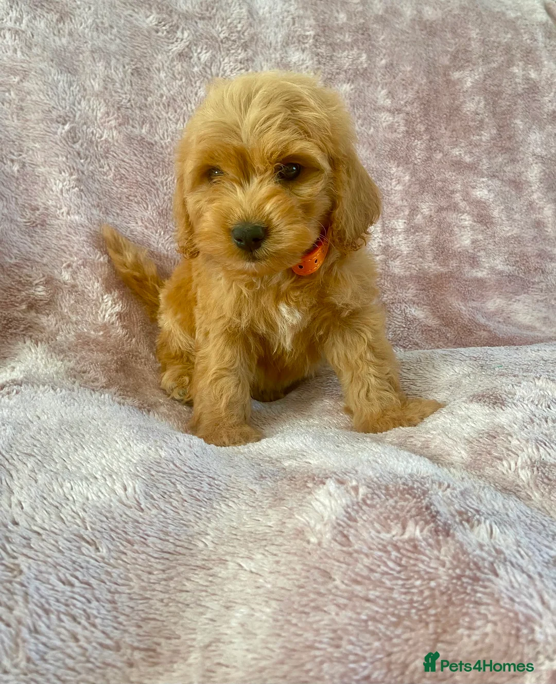 Cockapoo dogs for sale: F1 cockapoo puppies - Advert 1