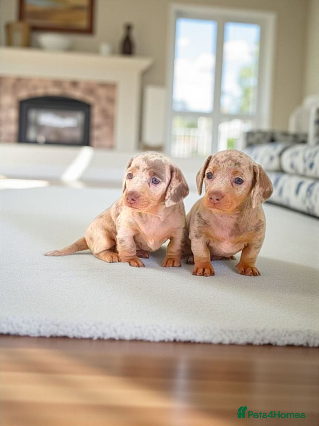 Miniature Dachshund dogs for sale: STUNNING MINIATURE ISABELLA DAPPLE PUPS AVAILABLE  - Image 2