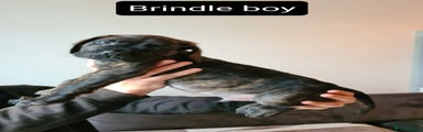 Brindle boy
