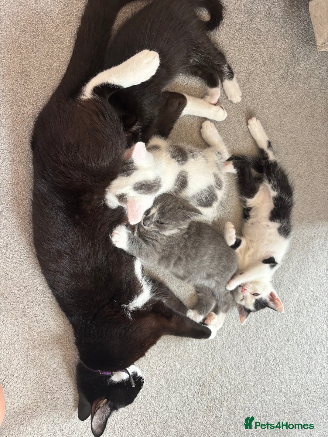 British Shorthair cats for sale: Gorgeous kittens for sale  - Image 1