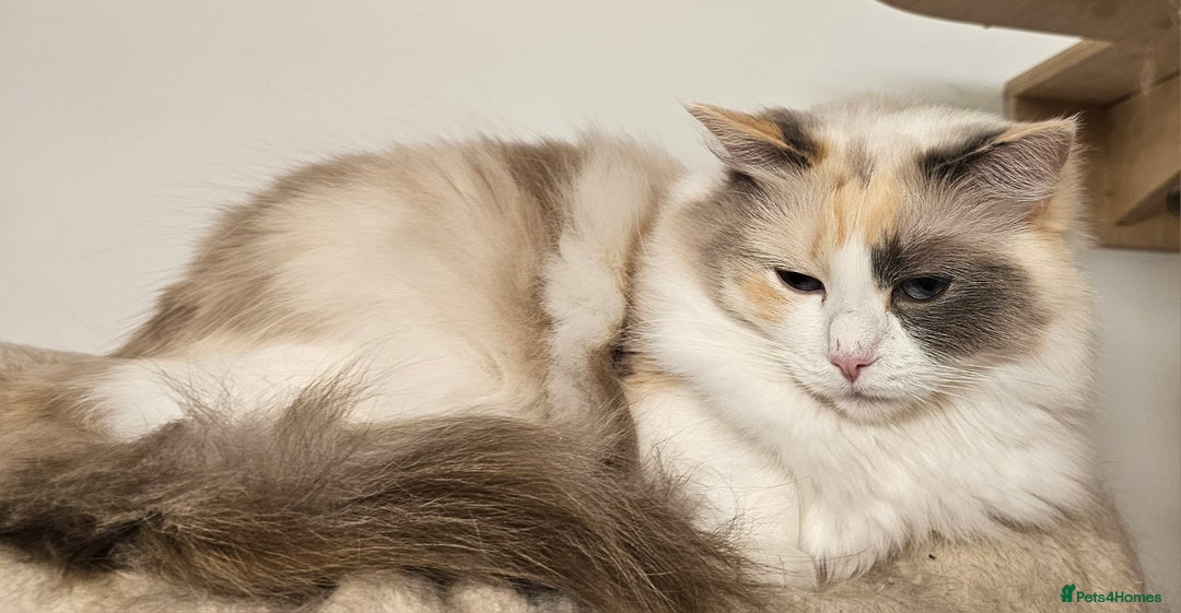 Ragdoll cats for sale: Female ragdoll - Advert 4