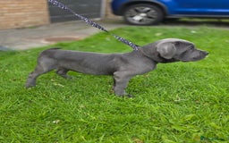 Cane Corso dogs for sale: Cane corso puppies  - Image 15