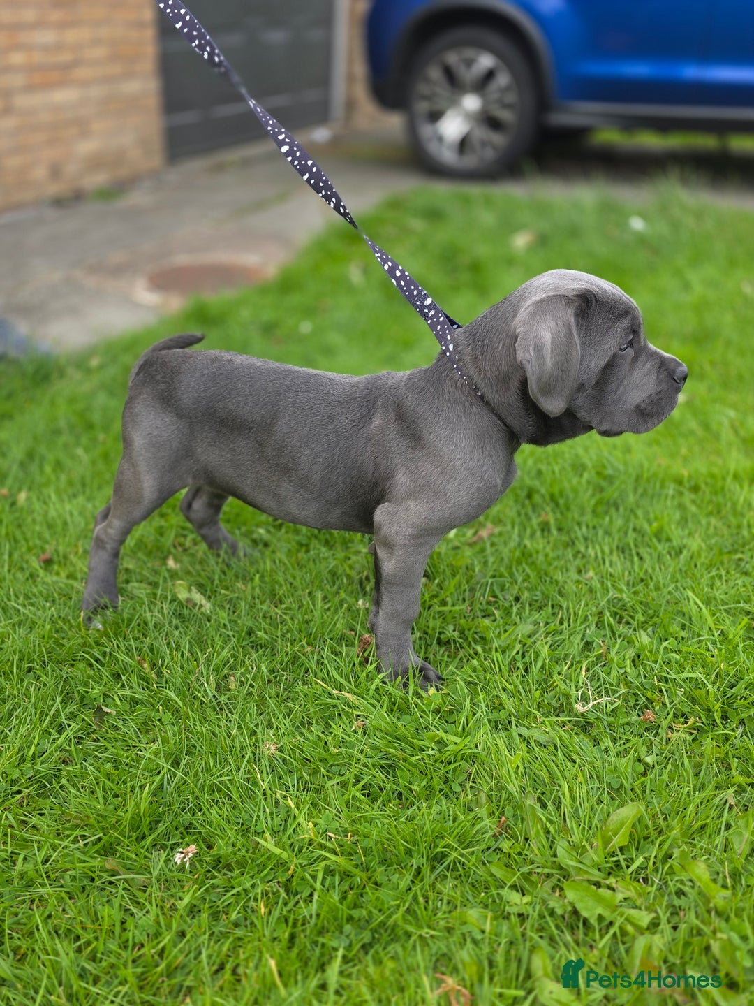 Cane Corso dogs for sale: Cane corso puppies  - Image 15