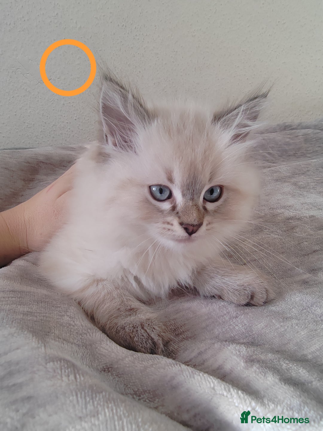 Ragdoll cats for sale: Gorgeous lot of Siberian and Ragdoll mix kittens  - Advert 7